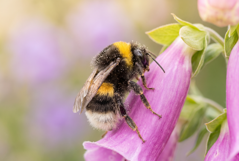 Bumblebee collecting pollen from a pink foxglove flower in an English cottage garden
