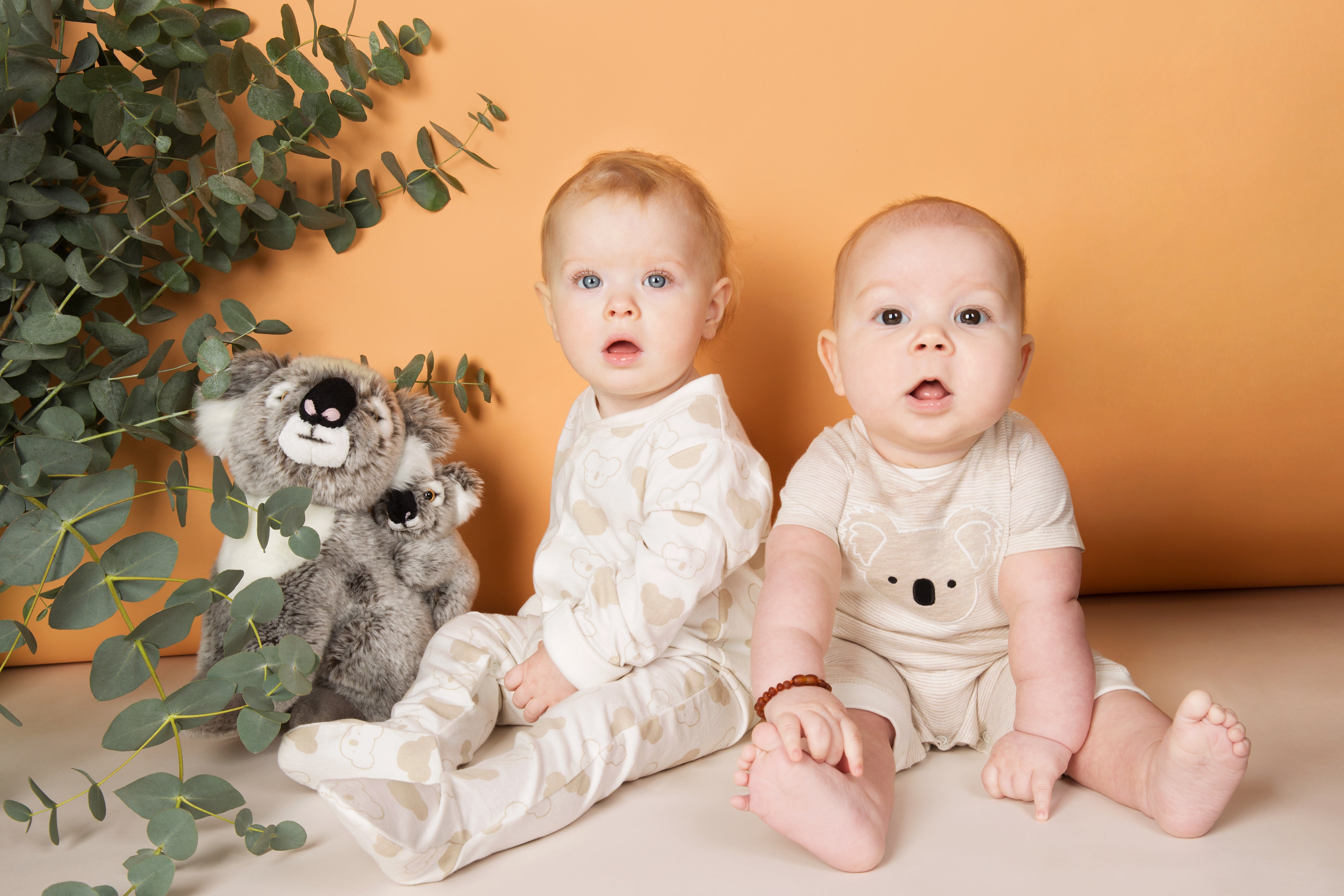 Cute Koalas
